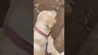 Roofi ❤️🥹🧿 #funny #pets #cute #comedy #viralvideo #labrador #petcareprovider #dog #dogbreed