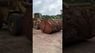 Giant african wood cutting process #woodworking #wood #giantwood #africanwood #lumber #timber
