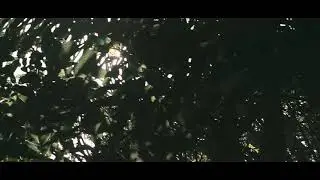 Adventure Dog Video