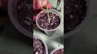 Amazing transplanting hack! #howto