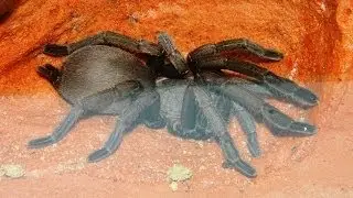 Phlogius. Nunn Female - New Tarantula in her display enclosure