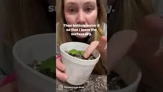 Identifying TRUE LEAVES and Fixing LEGGY SEEDLINGS