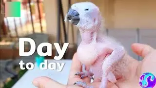 The Growth of a Macaw 🐣 | From Egg to Open Eyes 👀 first falling | Baby Macaw Transformation 
