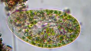 See inside ciliate protozoa