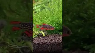 beautiful galaxy rasbora #aquarium #feeds