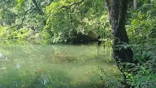 Парк в Милане. Parco a Milano.