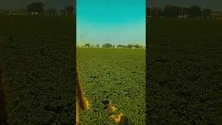 #cover #music #love #love #funnyanimals #funnycu #funnycat #travel #inspiration #aww #funniestvideo