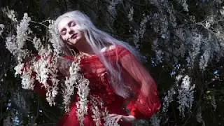 Magic in Wisteria