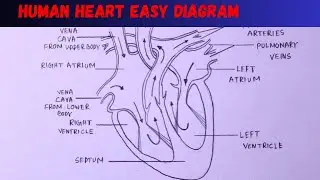 How to draw Human Heart diagram easily - step by step