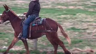 Hog &mdash;&mdash;- QH John mule fast Lope. For sale ‼️‼️‼️‼️‼️‼️‼️