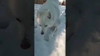 Вся мордаха обледенела 🕶️👅 #dog #snow #winter #fun