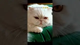 Capek Jadi Kucing 😭😂