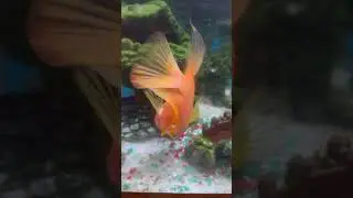 The Goldfish Hide and Seek
