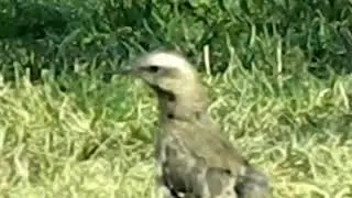 Tenca (Mimus thenca)