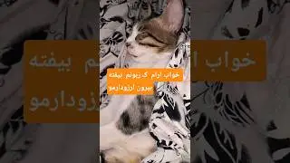#ویدیو#ترند#cat #خواب#sleep #song #music #shanon #shorts #cat #funny #نزهه #cute #دحمان #pets #gm