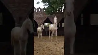Marwari Stallion Horse 🐎#viral #trending #horse #marwari #pakistan #mandi #stallion #horses #india