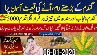 Today Wheat price in punjab//گندم کا ریٹ2026/munji makki till sarso/Galla mandi rate today