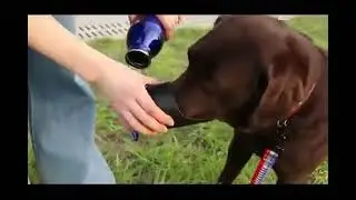 Pet Multi-Functional Water Cup Pet Outdoor Water Bottle Stainless Steel Outdoor Water Cu