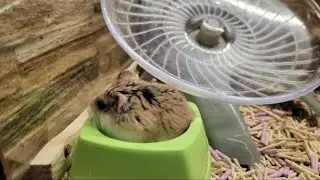 Hamster.  Live  #hamster