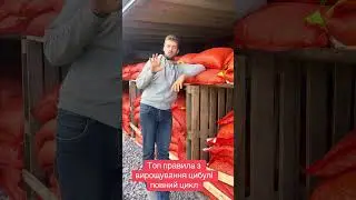 Технологія вирощування голандської цибулі. Вирощування цибулі від А до Я.