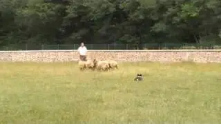 border collie de murguia kerchack
