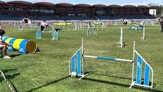 Tiger EO 2025 Portugal - team Jumping
