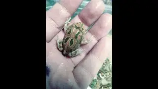 How to unbox you pacman frogs after shipping BONUS how to do a honey bath