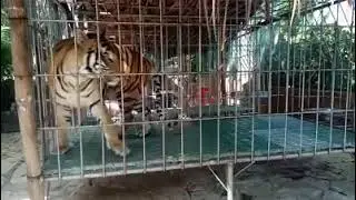 BIG TIGER