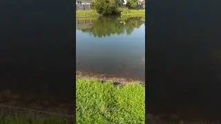 How to rid geese from yard with pond