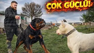 НОВЫЙ РОТВЕЙЛЕР — НАСТОЯЩИЙ ЗВЕРЬ! Бросил вызов альфе с первого дня 🐺🔥
