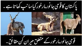 Markhor|Interesting Facts about National Animal of Pakistan|Kiea Markhor Sanp khata hai?