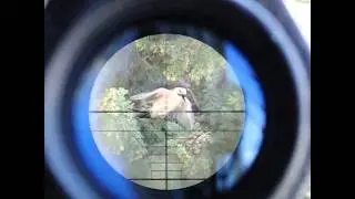 Crow Scope Cam Hunting With Snow Wolf M24 Sniper Rifle