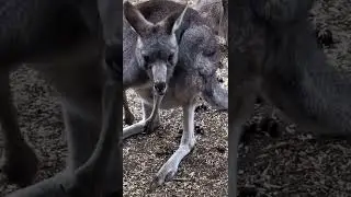 amazing animals video #greeting #farmlife