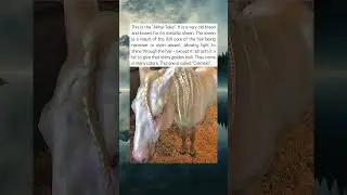 The Golden Horse That Glows