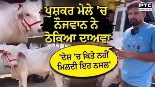 'ਦੇਸ਼ 'ਚ ਕਿਤੇ ਨਹੀਂ ਮਿਲਦੀ ਇਹ ਨਸਲ',Pushkar Mela 'ਚ ਨੌਜਵਾਨ ਨੇ ਠੋਕਿਆ ਦਾਅਵਾ | Rajasthan | White Bull