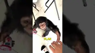 У этой обезьянки был план 🐒😳