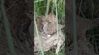 teetar chicks #birds #wildlife #teetarvoice