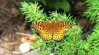 Monarch Butterfly - Stock footage - free to use