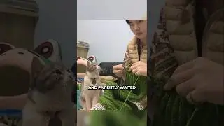 Когда кошка понимает, что ее хозяин не слышит 🥺