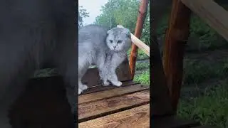 Мия #cat #веселыекоты #музыкаонлайн #automobile #видосыоткота #music #прикольныекоты #comedy #remix