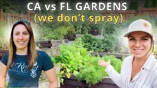 How to Grow a Pest-Free Garden Without Sprays