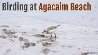 Birding at Agacaim Beach, Goa