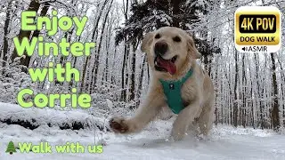 Day 9: 70 Minutes of Fresh Snow Relaxing Walk with Golden Retriever Corrie | 4K POV ASMR No Talking