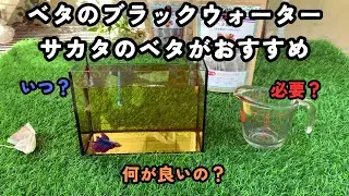 ベタのブラックウォーターにサカタのベタがおすすめ｜いつ？必要？何が良いの？