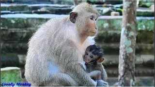 Pity Poor Baby Monkey Daniela.