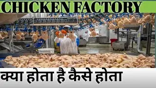CHICKEN CUTTING PROCESS I HOW TO CUT CHICKEN IN FACTORY I CHICKEN FACTORY WORK