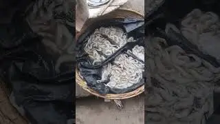 water 💧💦 fish 🐟 🐠 🎣 🐡 🍥 chenred fish 🐟 &hearts; #viralvideos #shortsvideo #reels