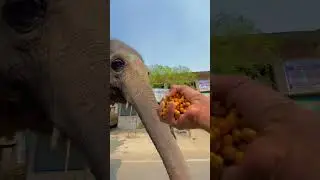 Please support me ❤️🥰🐘🐘#trending #dance #masti #reels #shorts