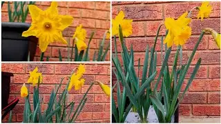 Daffodil-Easy to Grow || Daffodil care (with relaxing music)