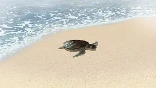 Frozen sea turtles wash up on Massachusetts shore